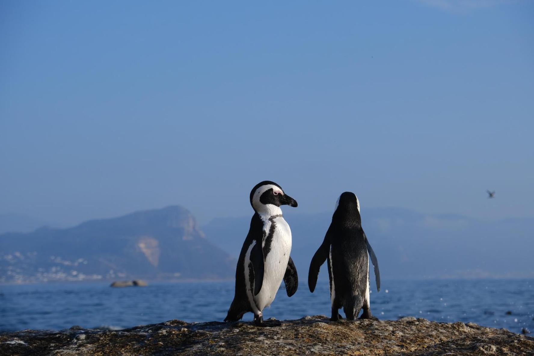Penguin Haven . Luxury 2 Bedroom, Boulders Beach. 케이프타운 외부 사진
