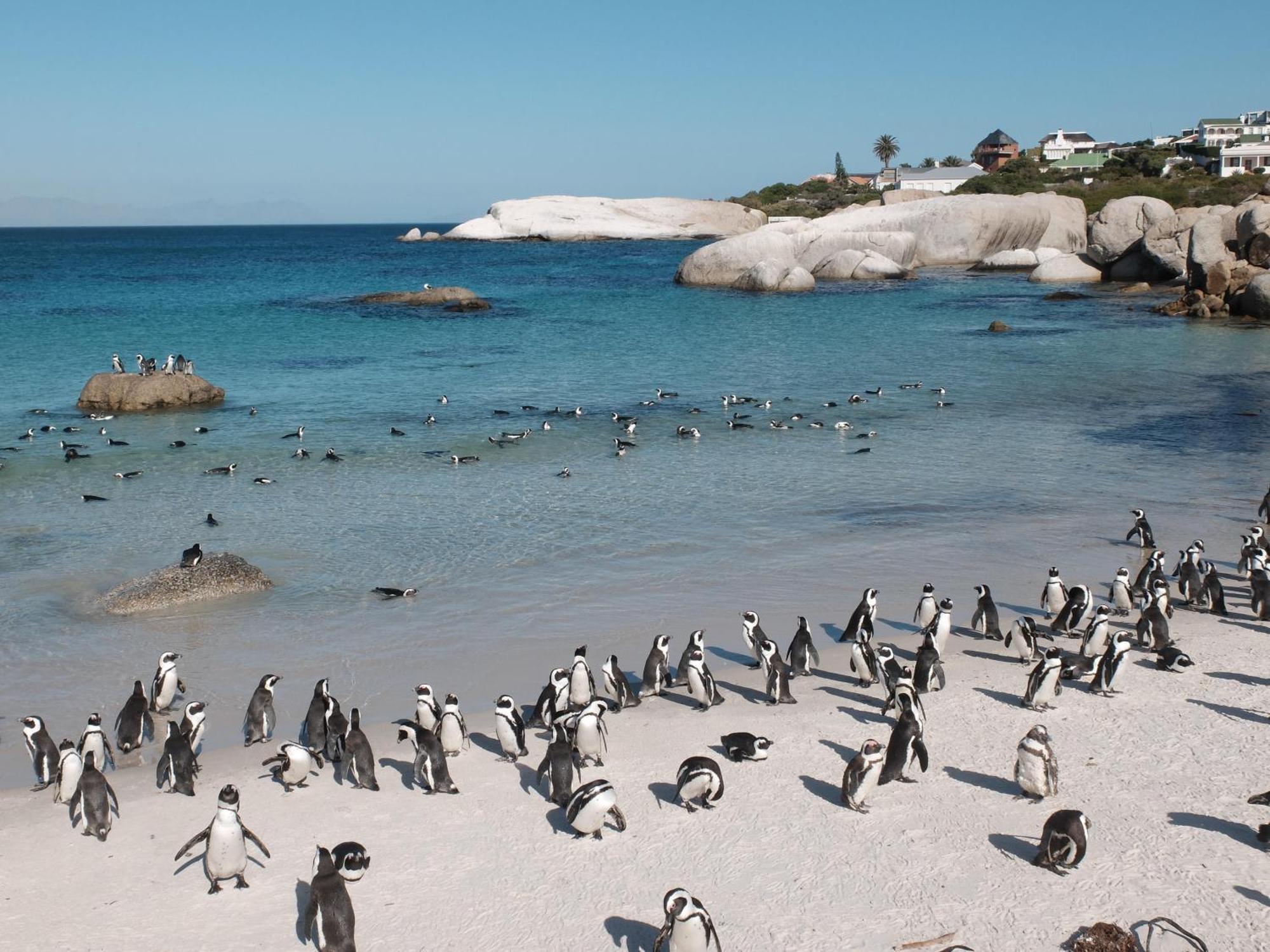 Penguin Haven . Luxury 2 Bedroom, Boulders Beach. 케이프타운 외부 사진