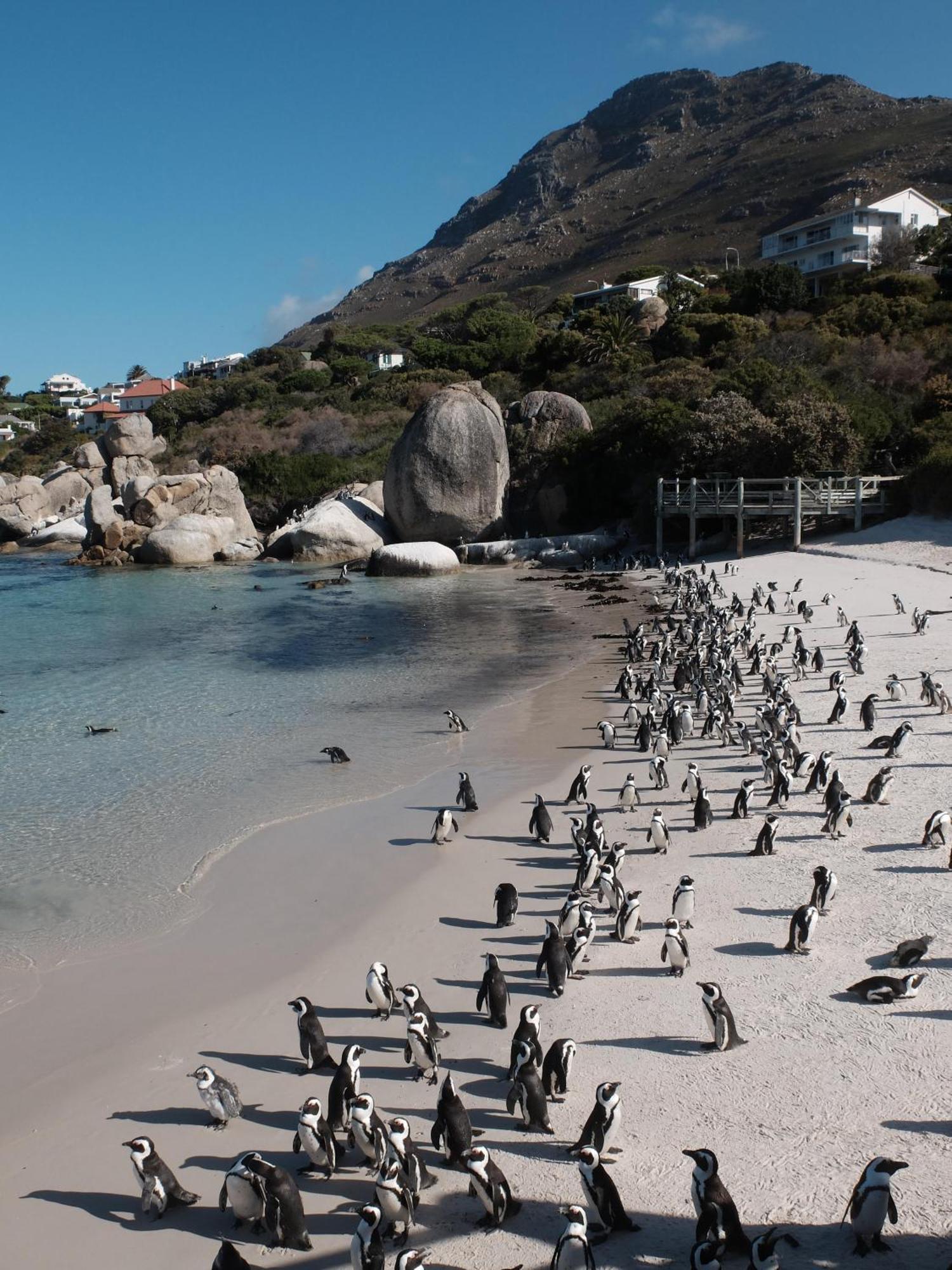 Penguin Haven . Luxury 2 Bedroom, Boulders Beach. 케이프타운 외부 사진